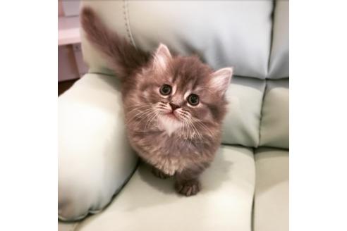 成約済の大阪府のマンチカン-2478の5枚目